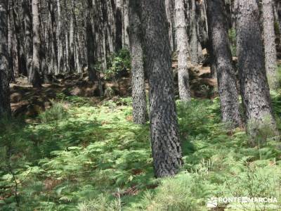 Pinares de Piedralaves; rutas cerca de madrid excursiones por madrid bosques encantados